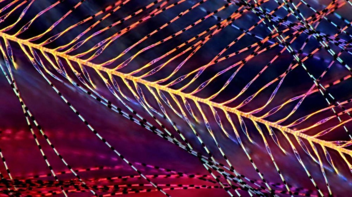 Estas microscópicas imágenes te sorprenderán