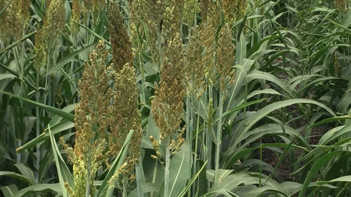 En riesgo de perder la siembra de sorgo por falta de lluvias