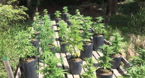 Senado apoya la despenalización de la marihuana y la amapola