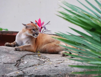 Es Zoológico Tamatán un referente universitario en materia de fauna