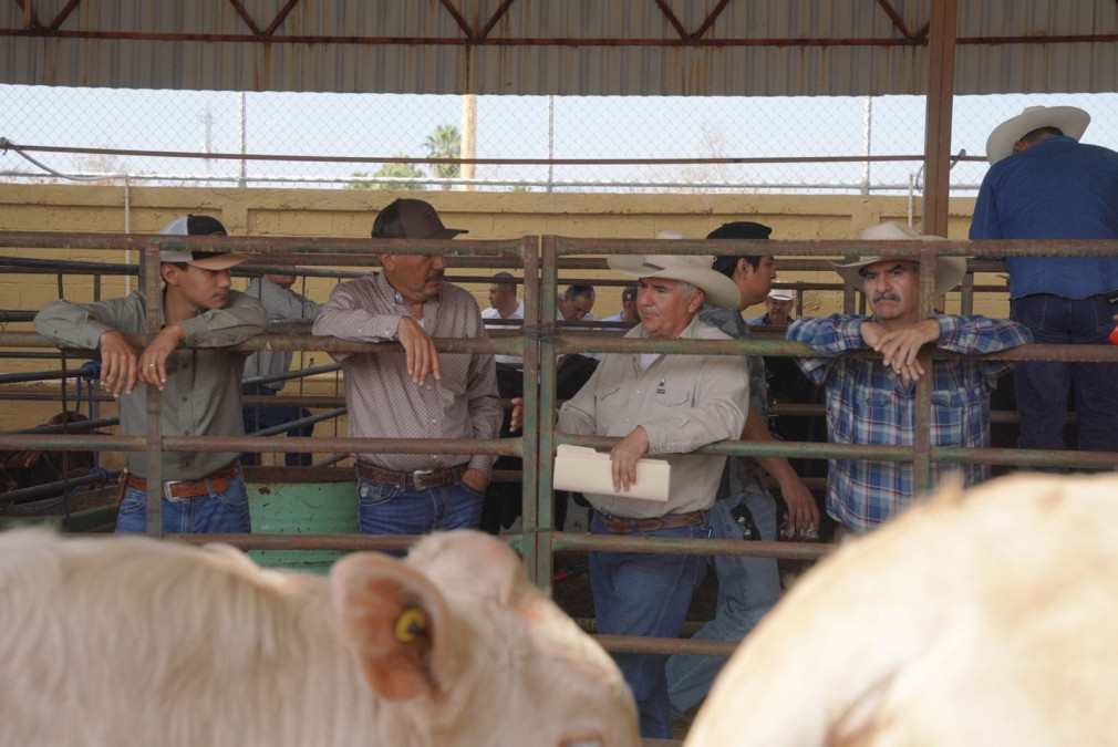 Impulsa Carmen Lilia a ganaderos con programa de mejoramiento genético