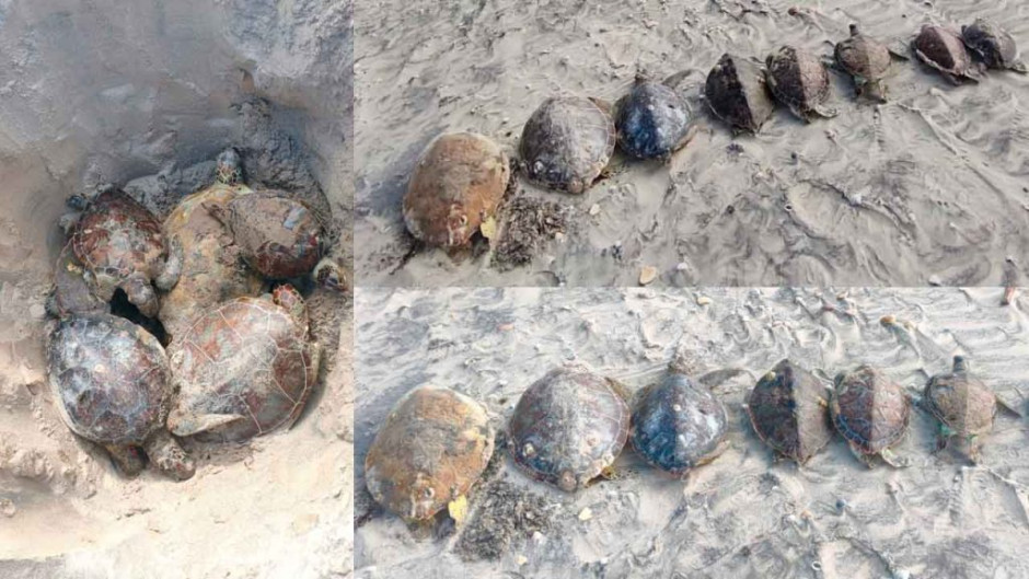 Aumenta muerte de tortugas marinas en Playa Bagdad; van 33 en una semana