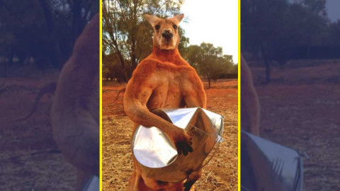 Conoce a "El canguro fisicoculturista"