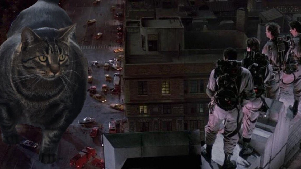 El gato musculoso que está conquistando internet 