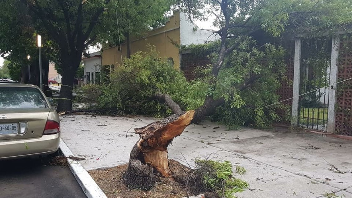 Fuerte lluvia deja 14 árboles caídos en Victoria