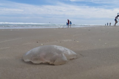 Medusas invaden playa Miramar