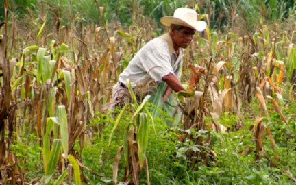Continúan abiertas ventanillas del Programa de Concurrencia