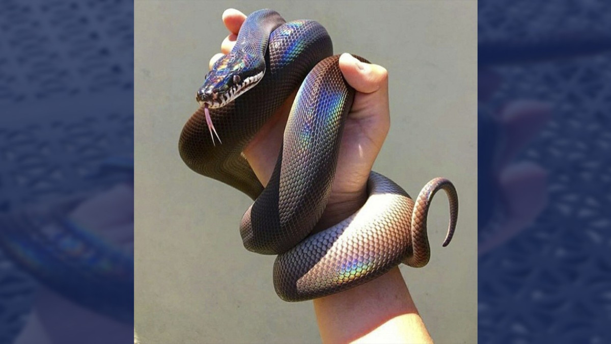 La cobra más bonita que verás hoy