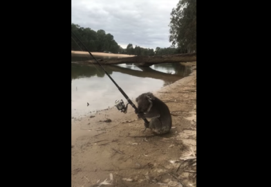 Encuentra en río a un koala ¿pescando?