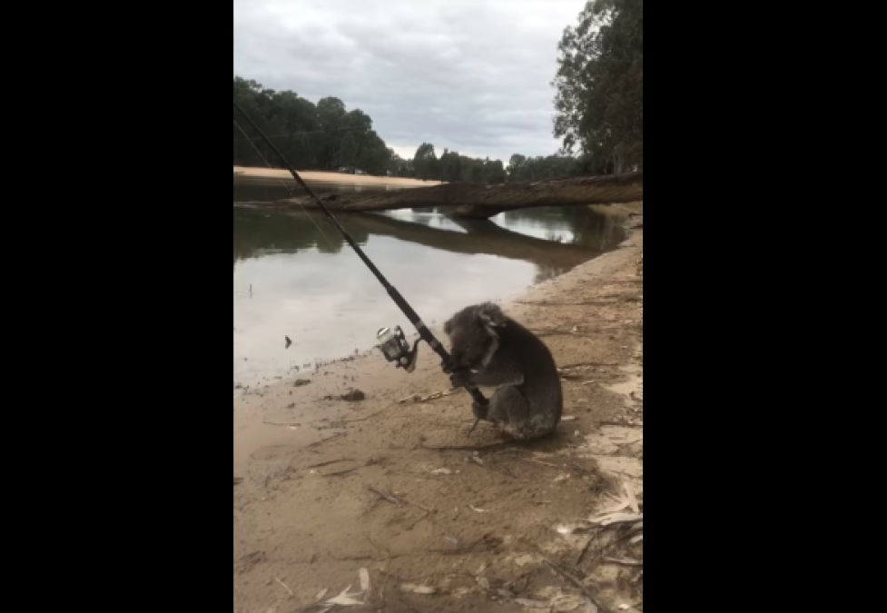 Encuentra en río a un koala ¿pescando?