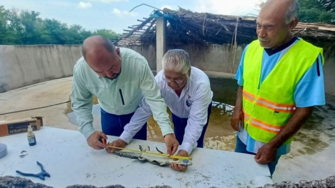Fortalece Tamaulipas capacitación para manejo de cocodrilos