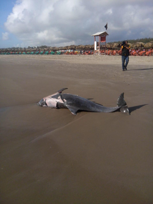 Aparece delfín muerto en Miramar