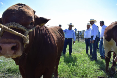Con 224 sementales de registro, Tamaulipas fortalece la ganadería 