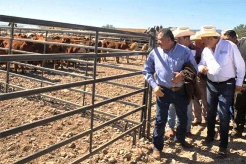 Desaparecen ganado y caballos pura sangre de Duarte