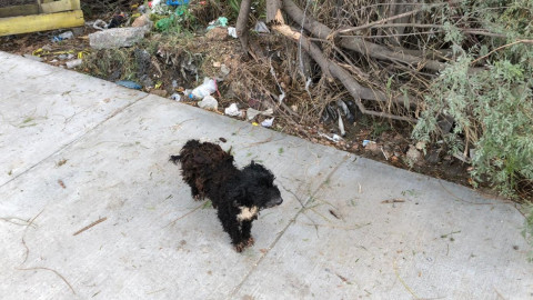 Organizan 1er esterilizatón Navideño