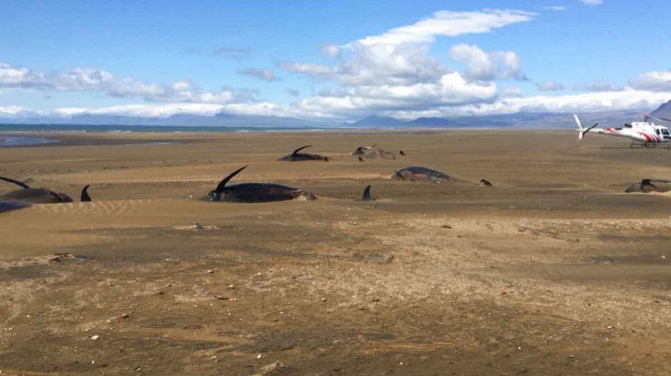 Playa de Islandia cubierta de 50 ballenas muertas