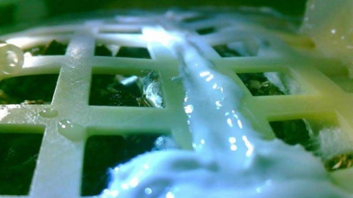 Esperan semilla de algodón brote en la luna