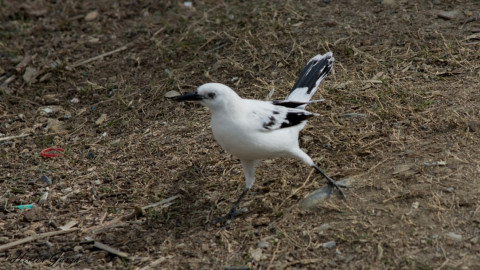 Investigan anormalidades pigmentarias de aves de Tamaulipas