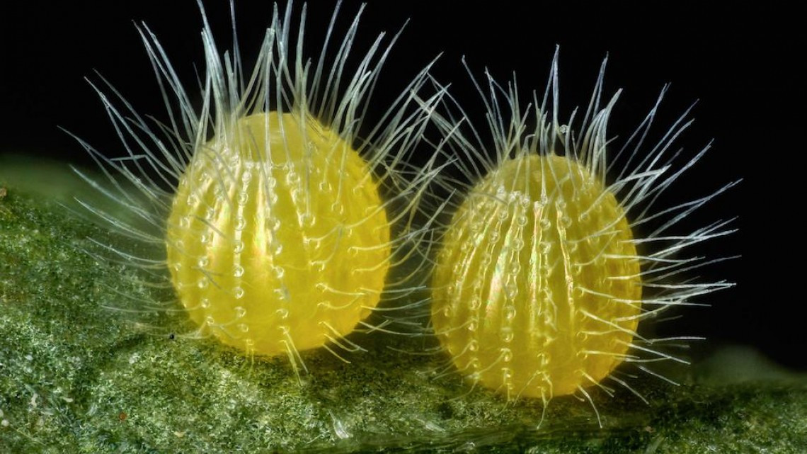 Estas microscópicas imágenes te sorprenderán