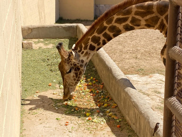 Zoológico incrementa vistas hasta un 300%