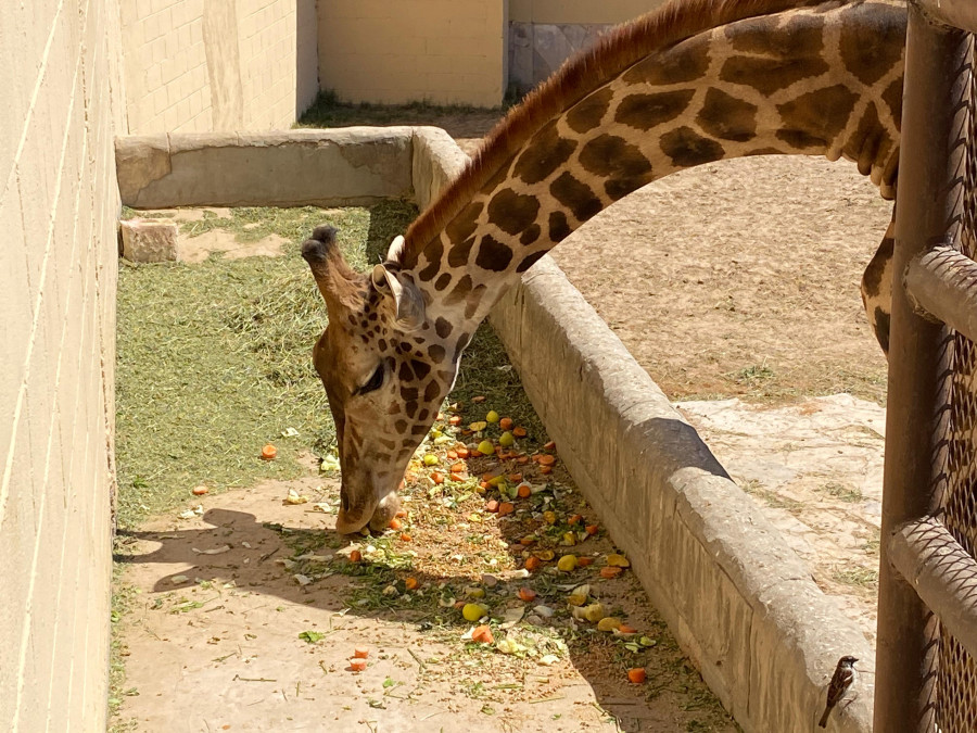 Zoológico incrementa vistas hasta un 300%