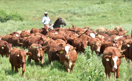 Es Tamaulipas 3° lugar nacional en crecimiento de ganadería, agricultura, turismo y servicios