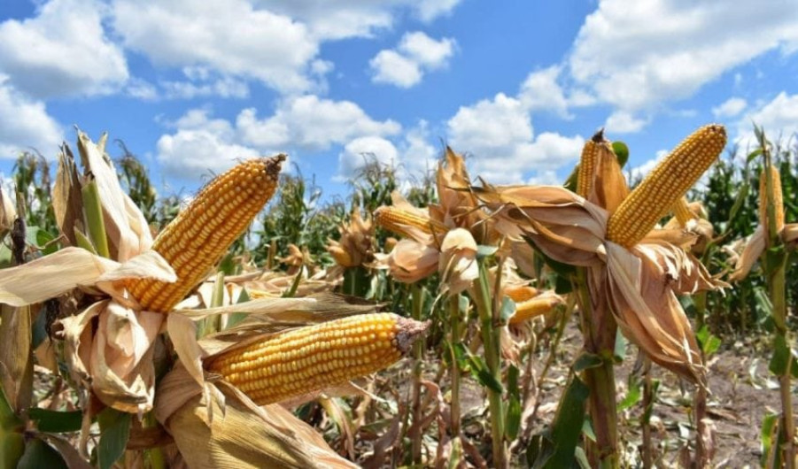 Nuevas estrategias productivas fortalecen la economía rural en Tamaulipas