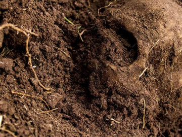 Utilizaron retroexcavadora para fosa clandestina en Nayarit