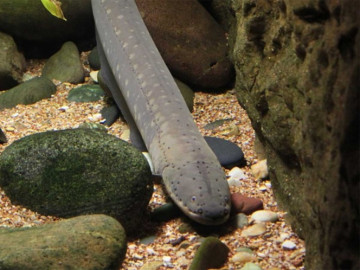 Descubren en Brasil la anguila eléctrica más potente del mundo