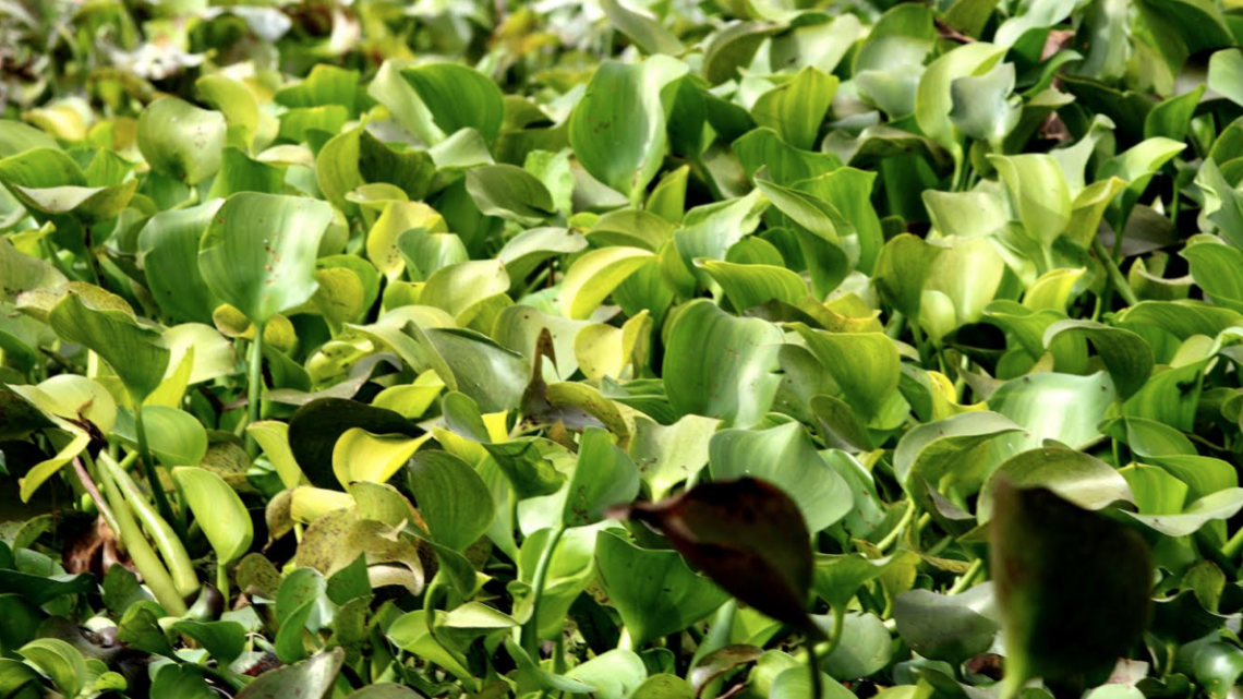 Refuerza Gobierno de Tamaulipas recuperación de ecosistemas de manglar