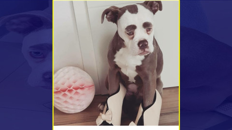 La perrita más "triste" de Internet