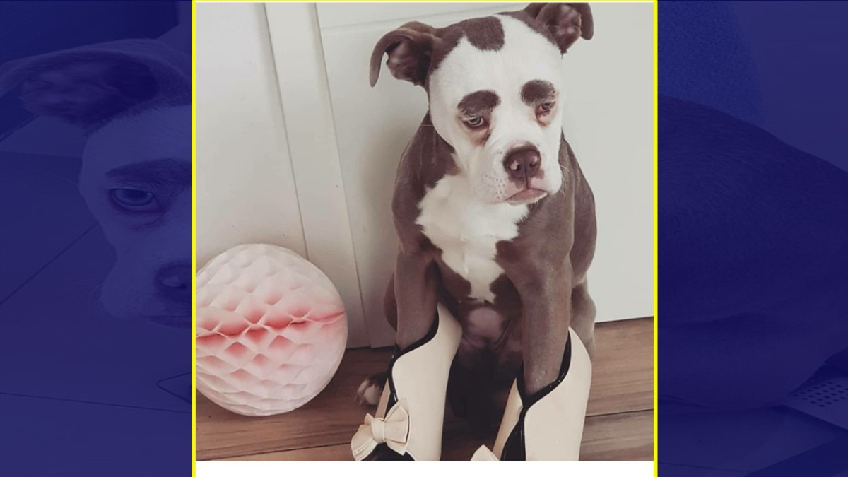 La perrita más "triste" de Internet