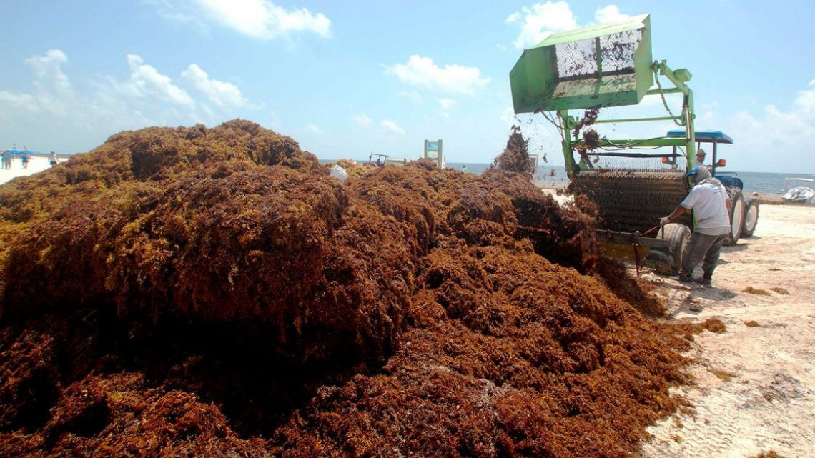 Continua sargazo en costas mexicanas, prevén aumento