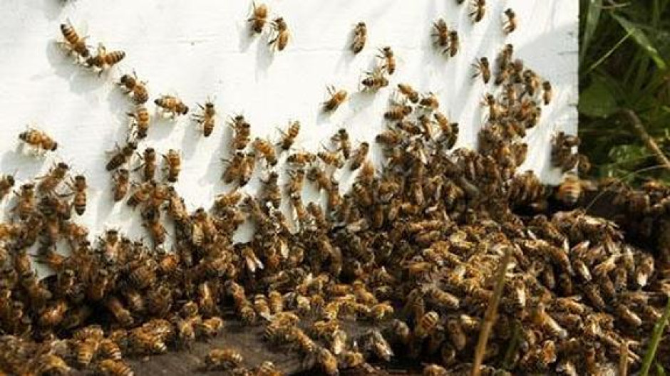 Alertan a neolaredenses por abejas asesinas 