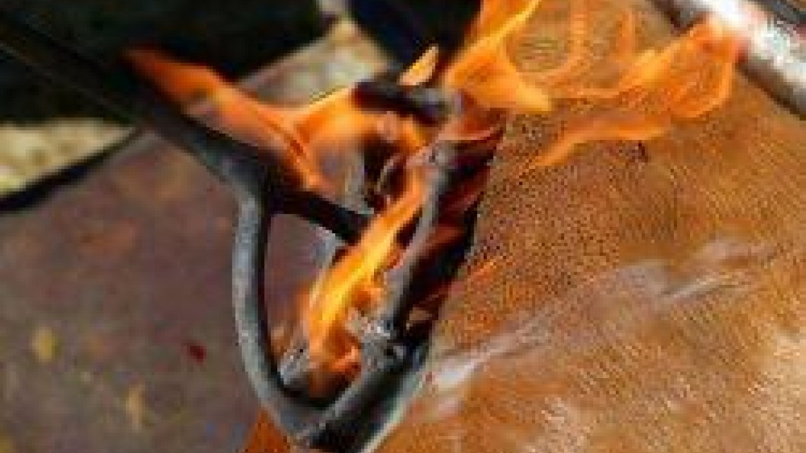 Invitan a cumplir con el trámite de revalidación del  Registro de Fierro para herrar ganado