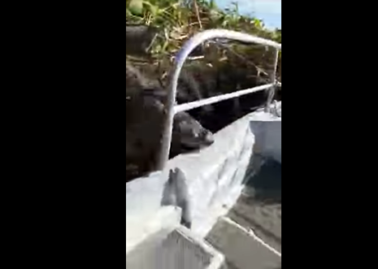 Cocodrilo salta a bote con turistas y genera pánico en Florida