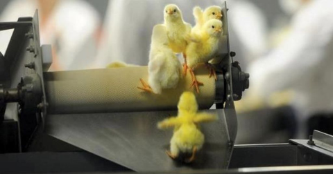 Alemania prohibirá la mutilación de pollitos macho recién nacidos