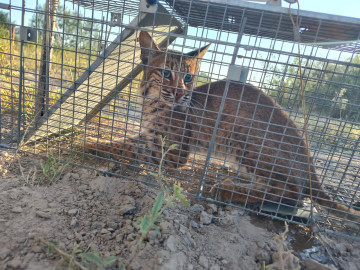 Atrapa y protege a Lince Gobierno de Reynosa