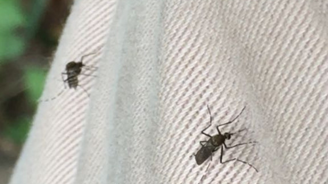 Sin tregua en la lucha contra el dengue