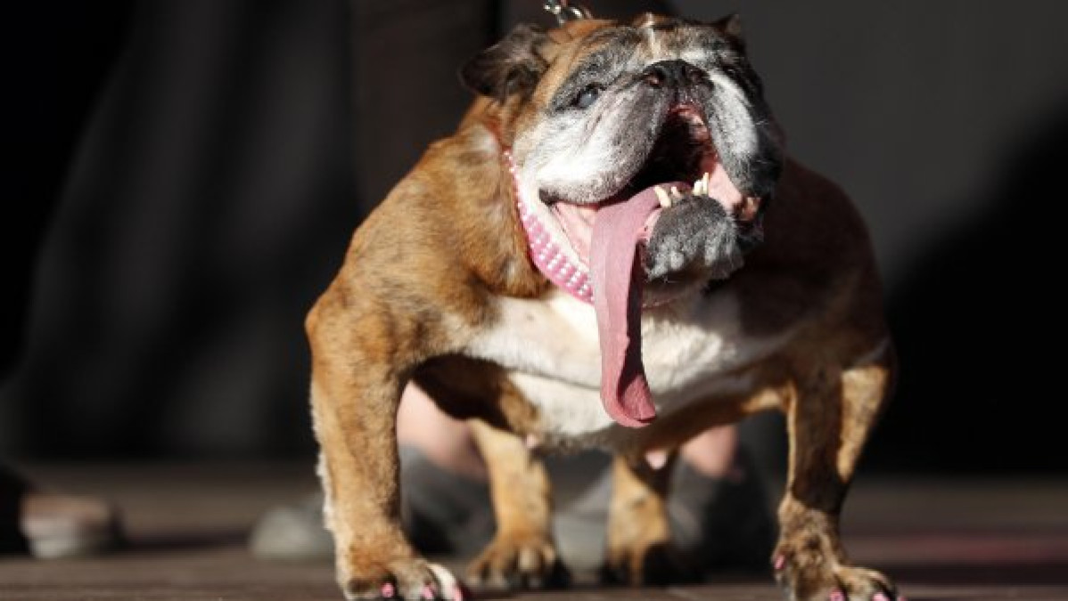 Murió Zsa Zsa, "el perro más feo del mundo"