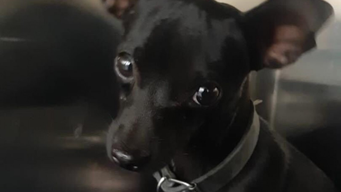 APA pide a la población proteger a las mascotas ante la pirotecnia en Nuevo Laredo 