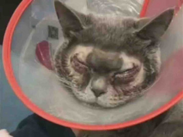 Opera los ojos de su gato para hacerlo más “guapo”