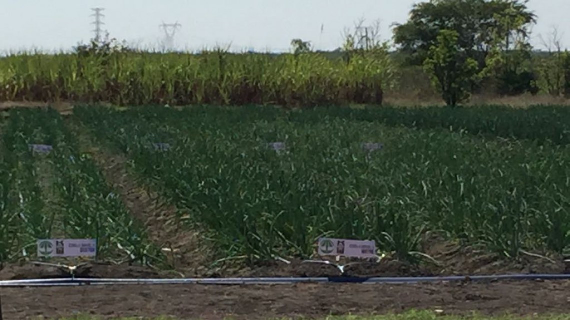 En espera de los incentivos económicos, por siembra de oleaginosas