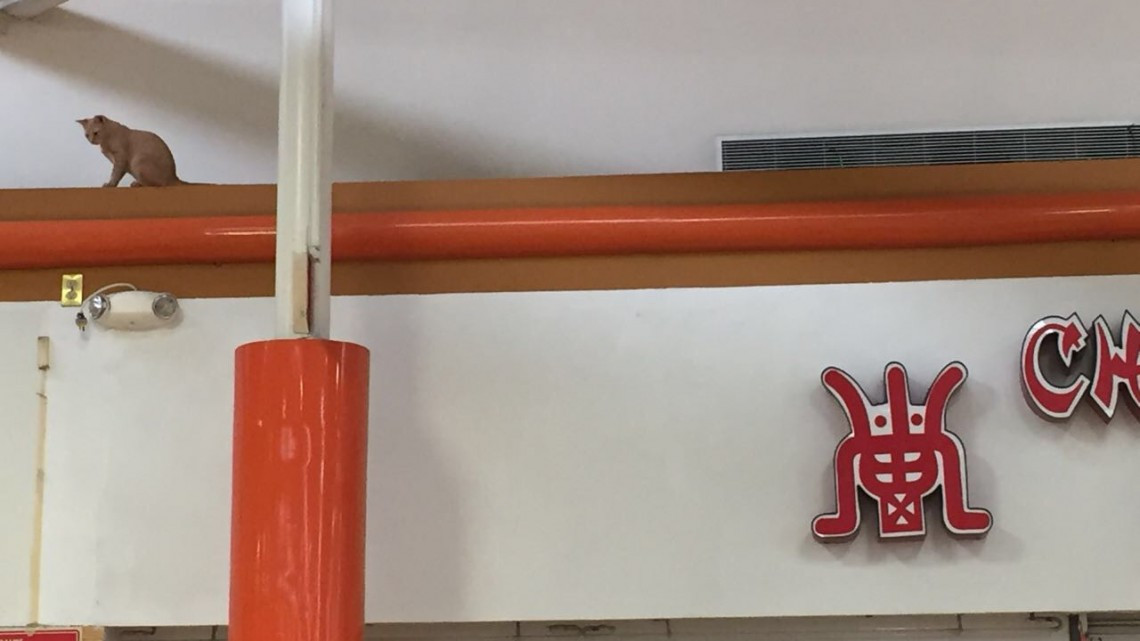 Felino sorprende a clientes en plaza fiesta 