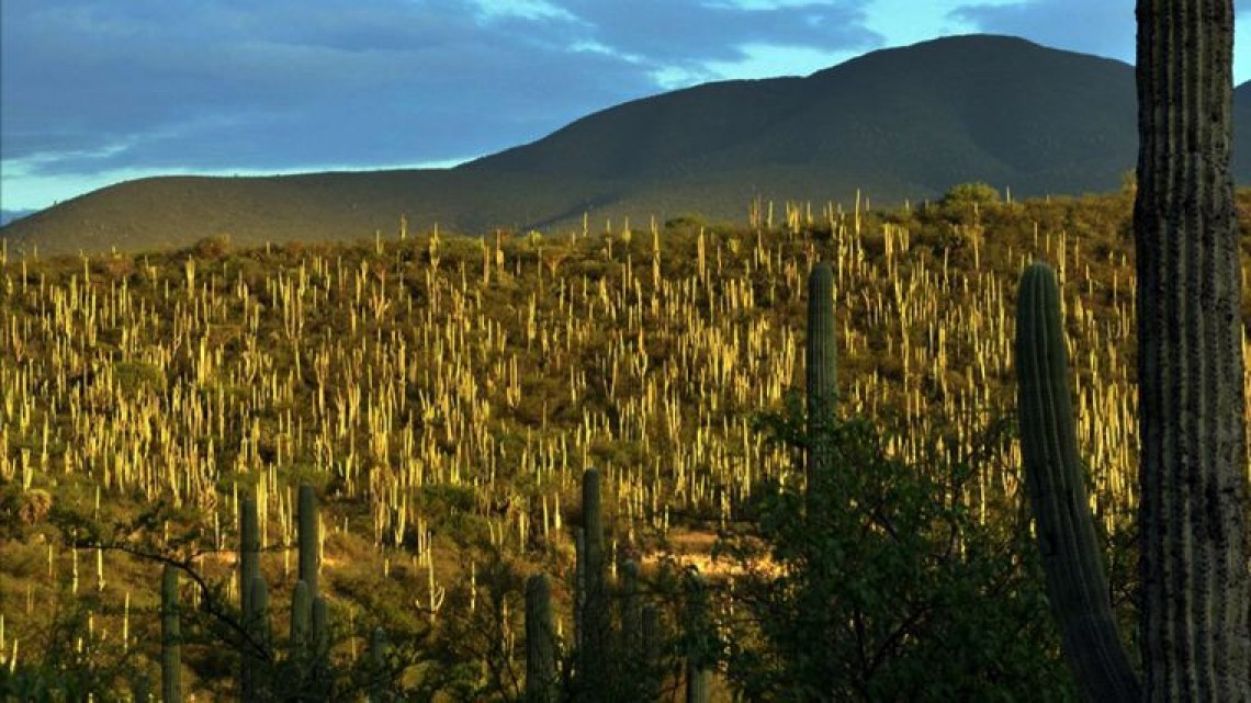 Declaran Valle de Tehuacán-Cuicatlán en la Lista del Patrimonio Mundial