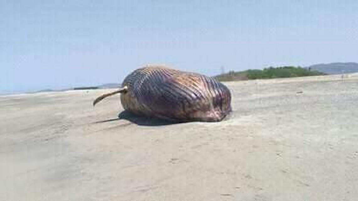 Encuentran ballena muerta en playa “La Tuza”de Oaxaca