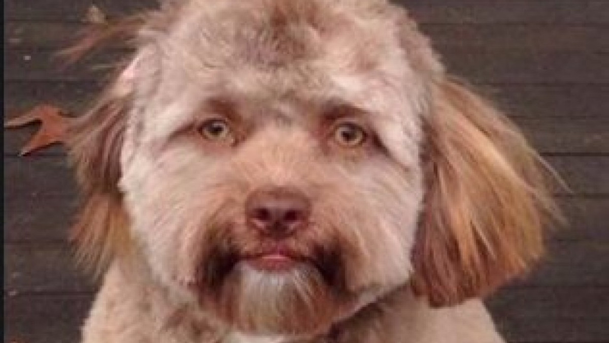¿Un perrito con cara de humano?