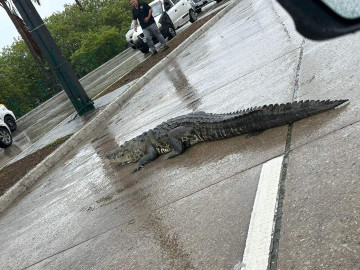 "Alberto" trajo a los cocodrilos a las calles de Tampico,  son retirados por Guardia Estatal