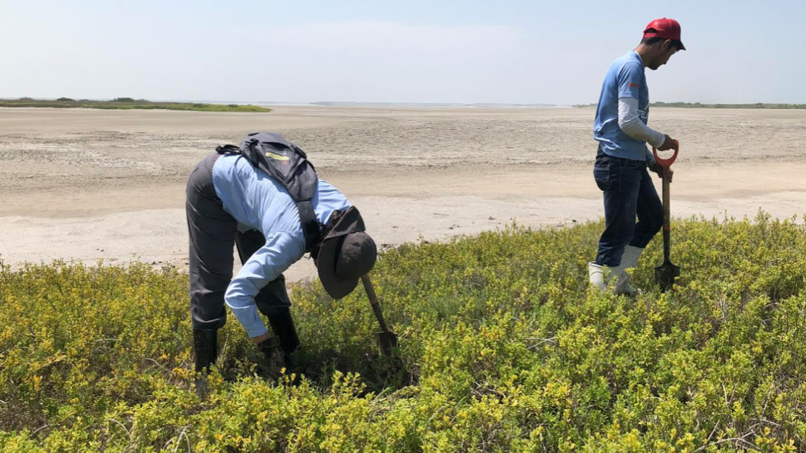 Refuerza Gobierno de Tamaulipas recuperación de ecosistemas de manglar