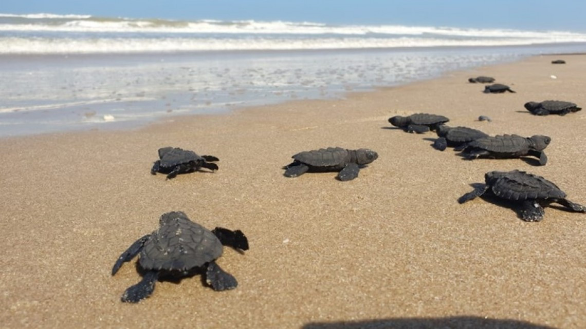 Libera Gobierno de Tamaulipas a más de 150 mil Tortugas Lora en 3 años